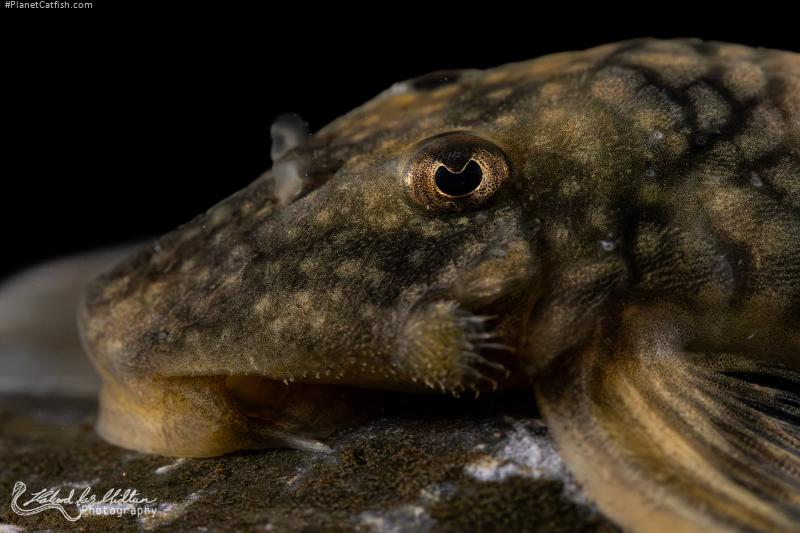 Lithoxancistrus orinoco