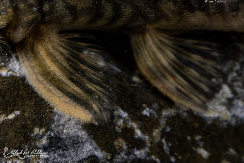 Lithoxancistrus orinoco