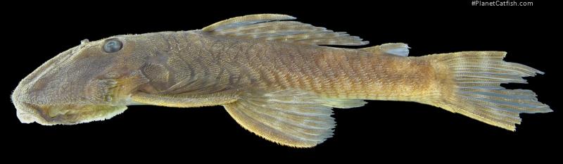 Lithoxancistrus yekuana