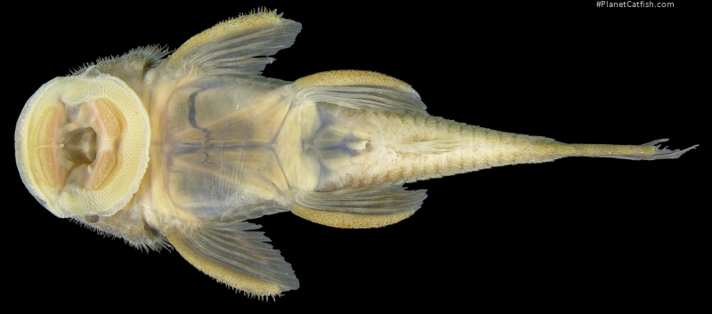 Lithoxancistrus yekuana