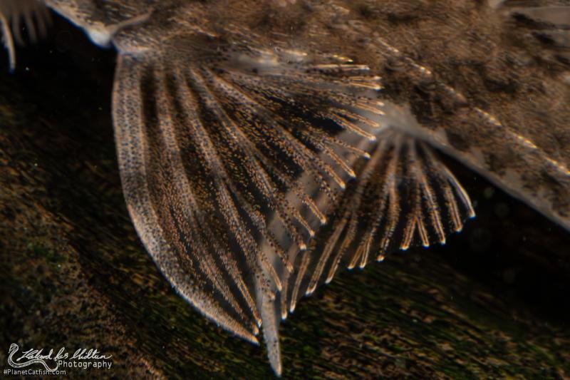 Loricaria lata