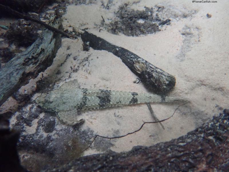 Loricaria luciae