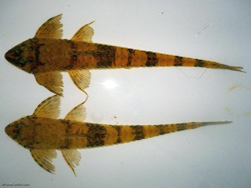 Loricaria luciae