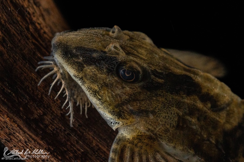 Loricaria nimairaco