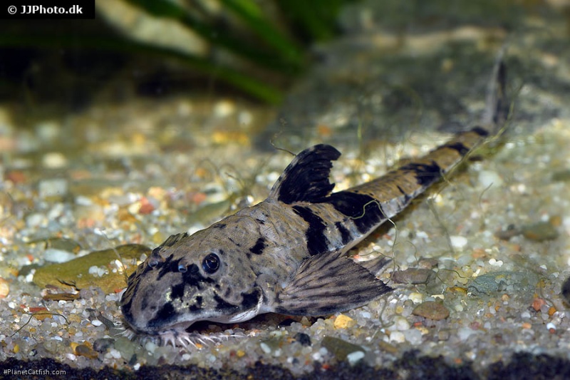 Loricaria simillima