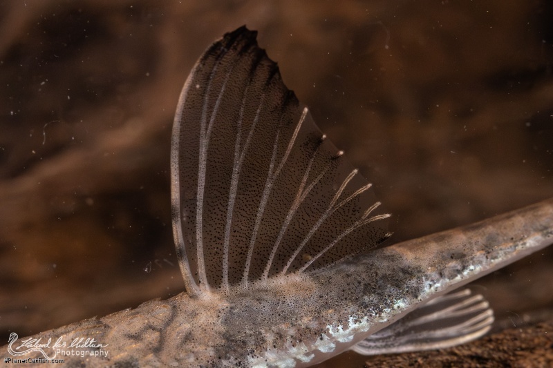 Loricaria simillima