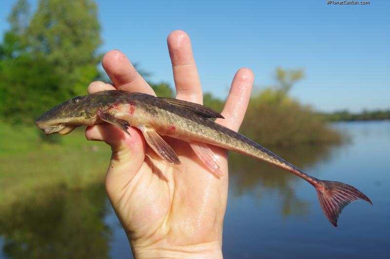 Loricariichthys anus