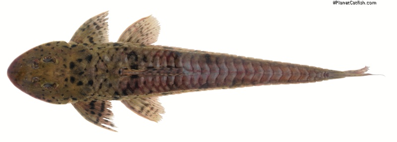 Loricariichthys brunneus