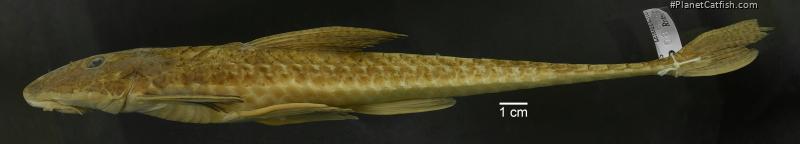 Loricariichthys castaneus