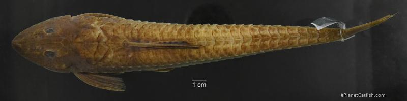 Loricariichthys castaneus