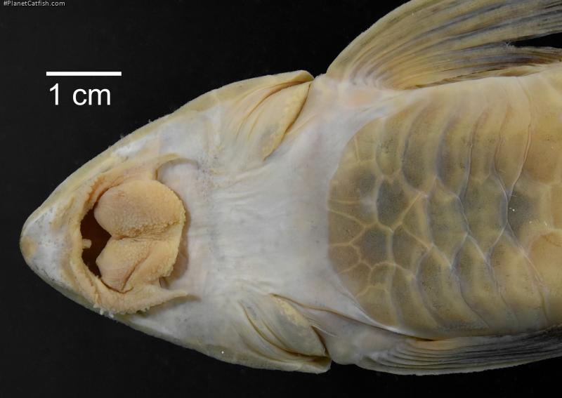 Loricariichthys castaneus