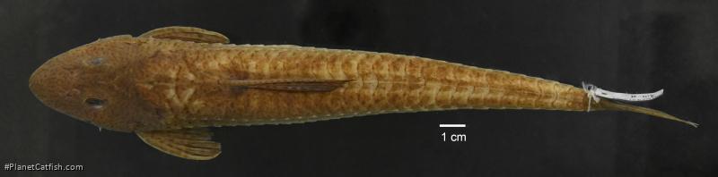 Loricariichthys castaneus