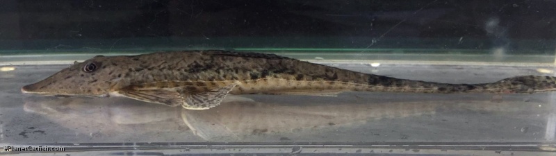 Loricariichthys hauxwelli