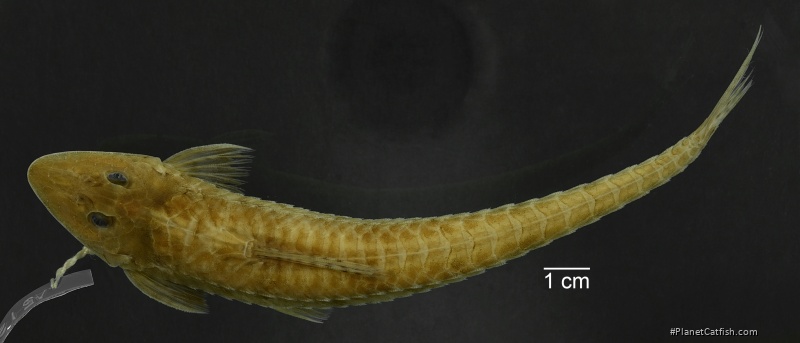 Loricariichthys ucayalensis
