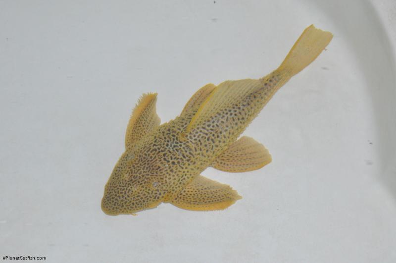 Megalancistrus sp. (LDA097)