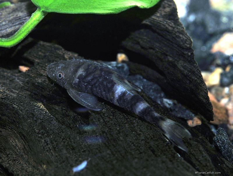 Nannoptopoma sp. (LDA110)