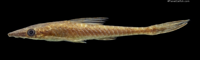Nannoxyropsis ephippia