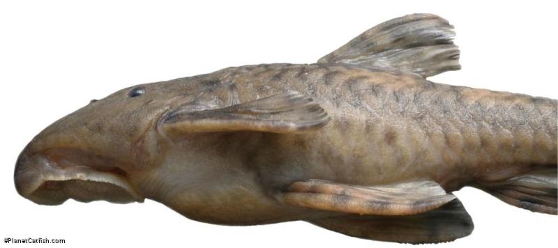 Neoplecostomus microps