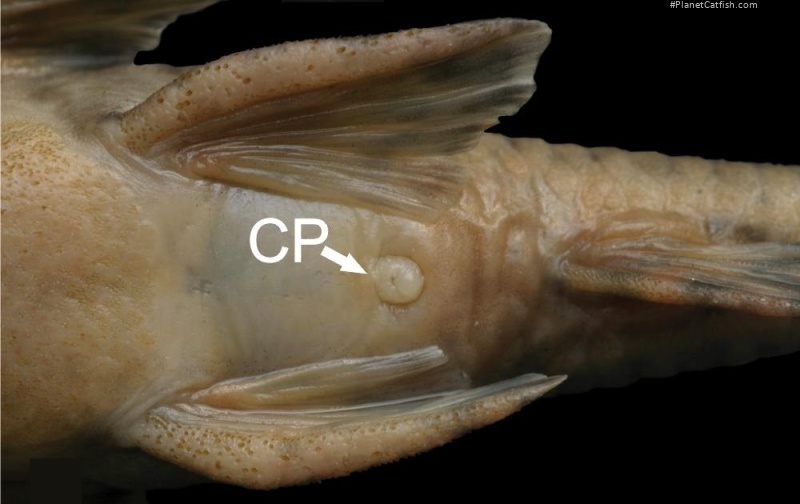 Neoplecostomus microps