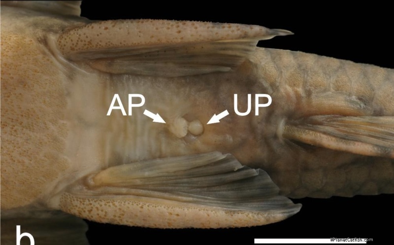 Neoplecostomus microps