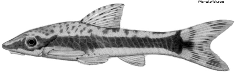 Otocinclus bororo