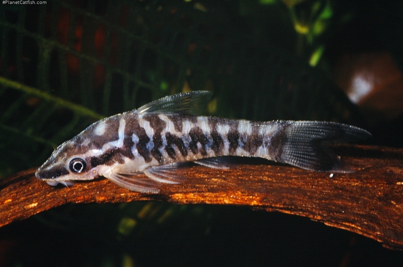 Otocinclus cocama