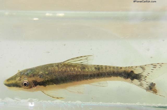 Otocinclus huaorani