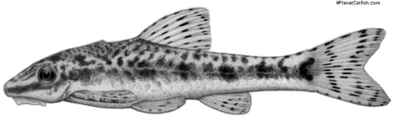 Otocinclus xakriaba
