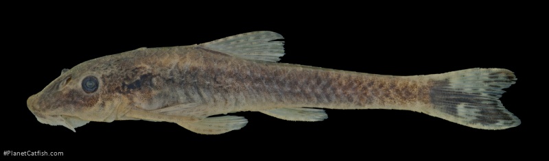 Otothyropsis biamnicus
