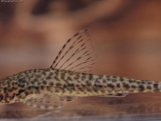 Oxyropsis wrightiana