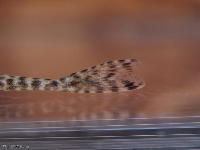 Oxyropsis wrightiana