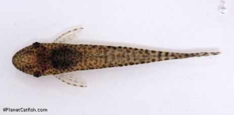 Oxyropsis wrightiana