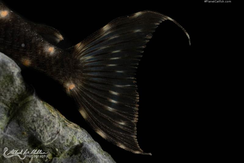 Panaqolus albivermis