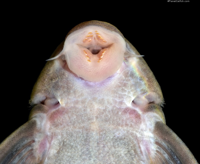 Panaqolus nocturnus