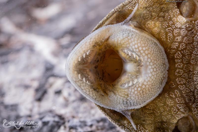 Panaqolus nocturnus