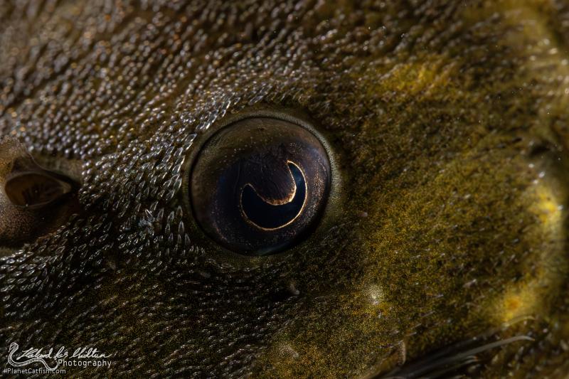 Panaqolus nocturnus