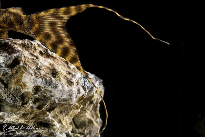 Panaqolus nocturnus
