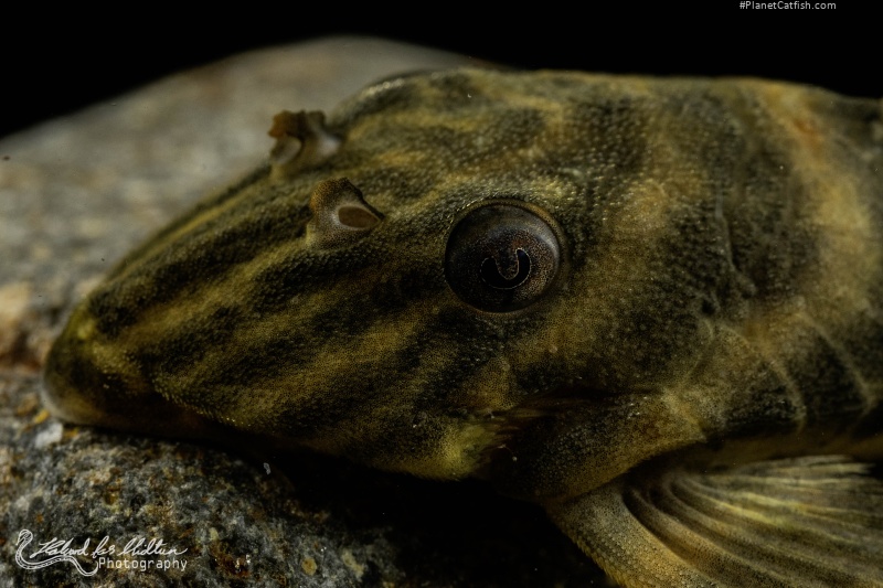 Panaqolus sp. (L002)