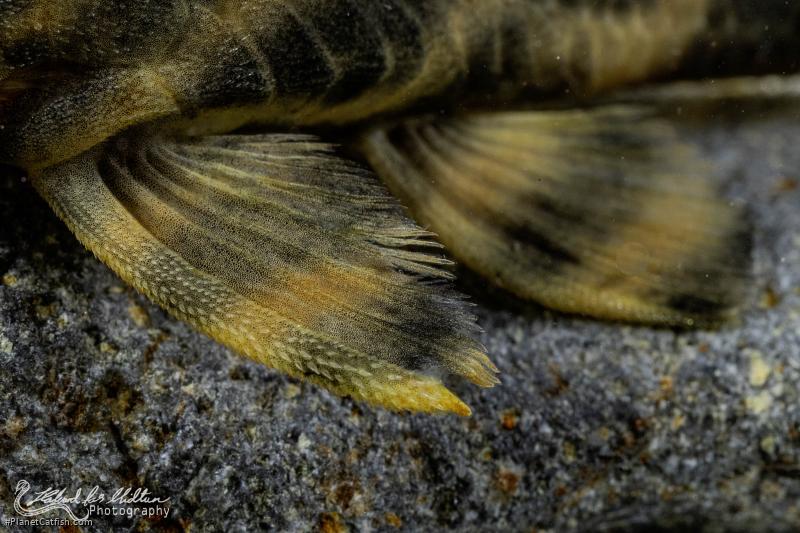 Panaqolus sp. (L002)
