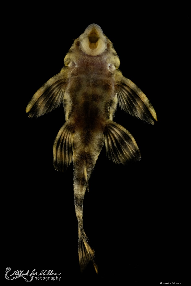 Panaqolus sp. (L002)