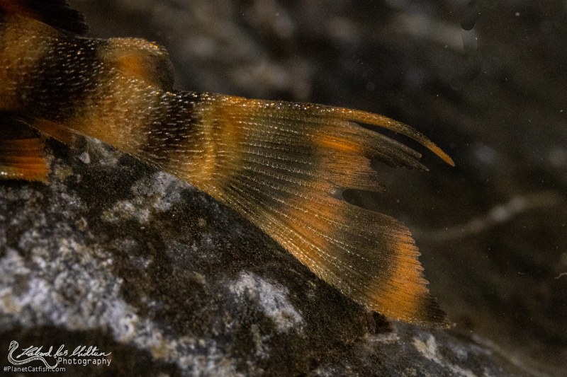 Panaqolus sp. (L169)