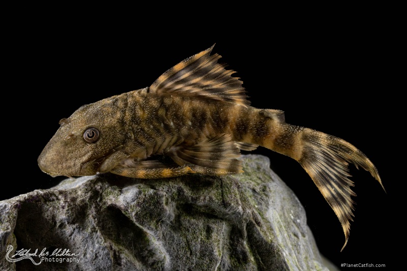 Panaqolus sp. (L206)