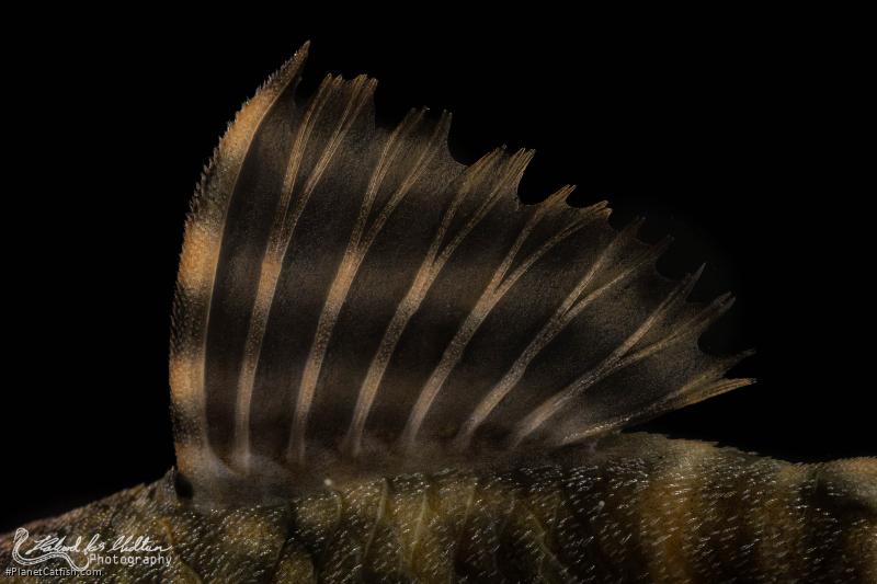 Panaqolus sp. (L206)