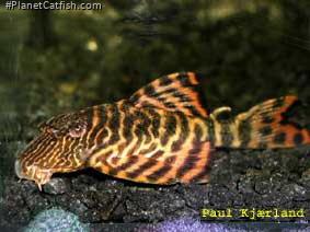 Panaqolus sp. (L271)
