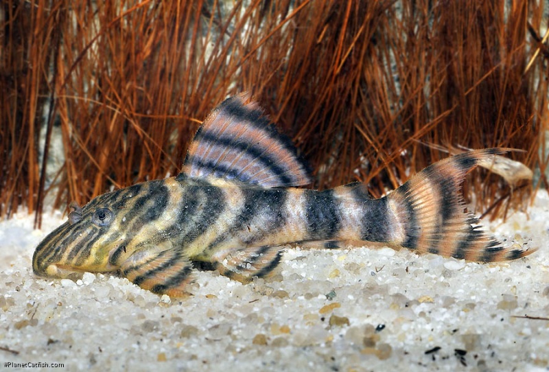 Panaqolus sp. (L403)
