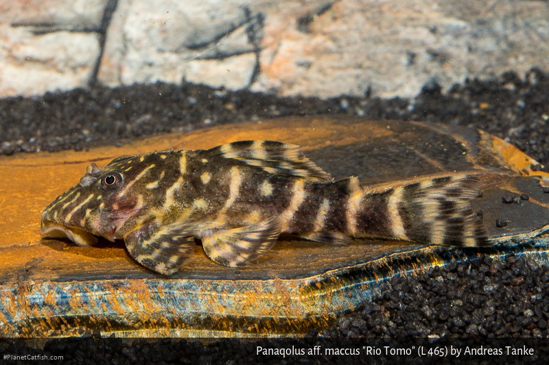 Panaqolus sp. (L465)