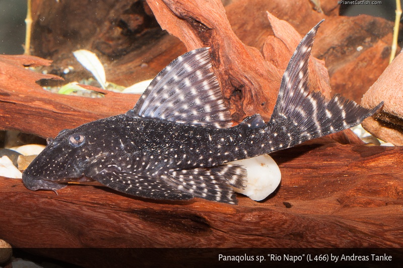 Panaqolus sp. (L466)