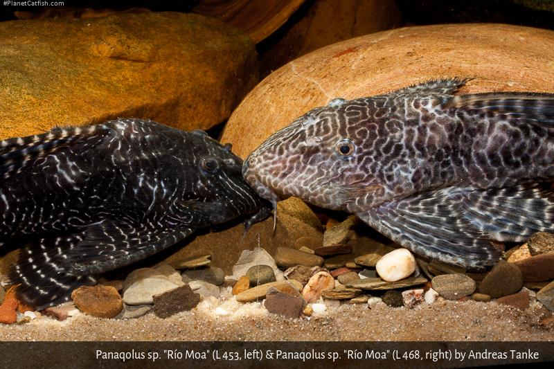 Panaqolus sp. (L468)