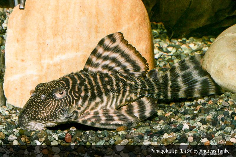 Panaqolus sp. (L483)