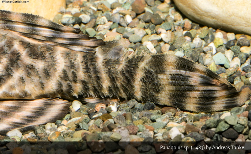 Panaqolus sp. (L483)